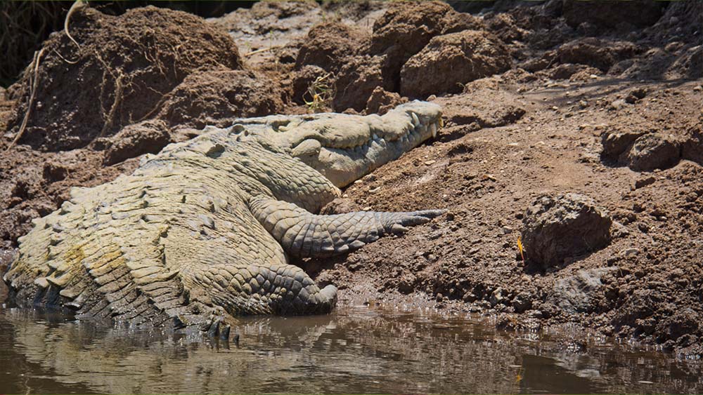 Crocodile in Tarcoles River – Photographed by Pacific Photography CR Crocodile in Tarcoles River